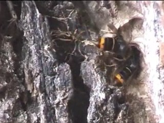 Vespa velutina Gros trafic à Vespa city