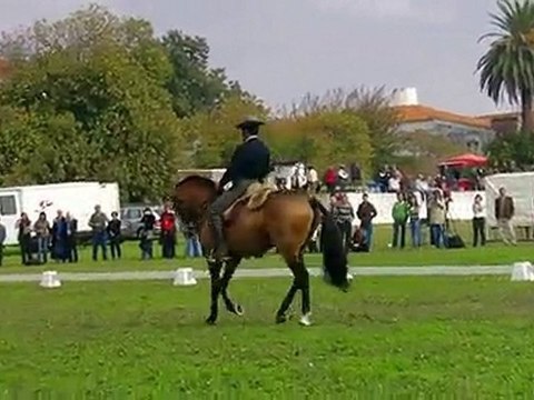 GOLEGA equitation de travail