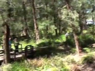 Mission Down Under #11: Visit to the Valley of the GIANTS