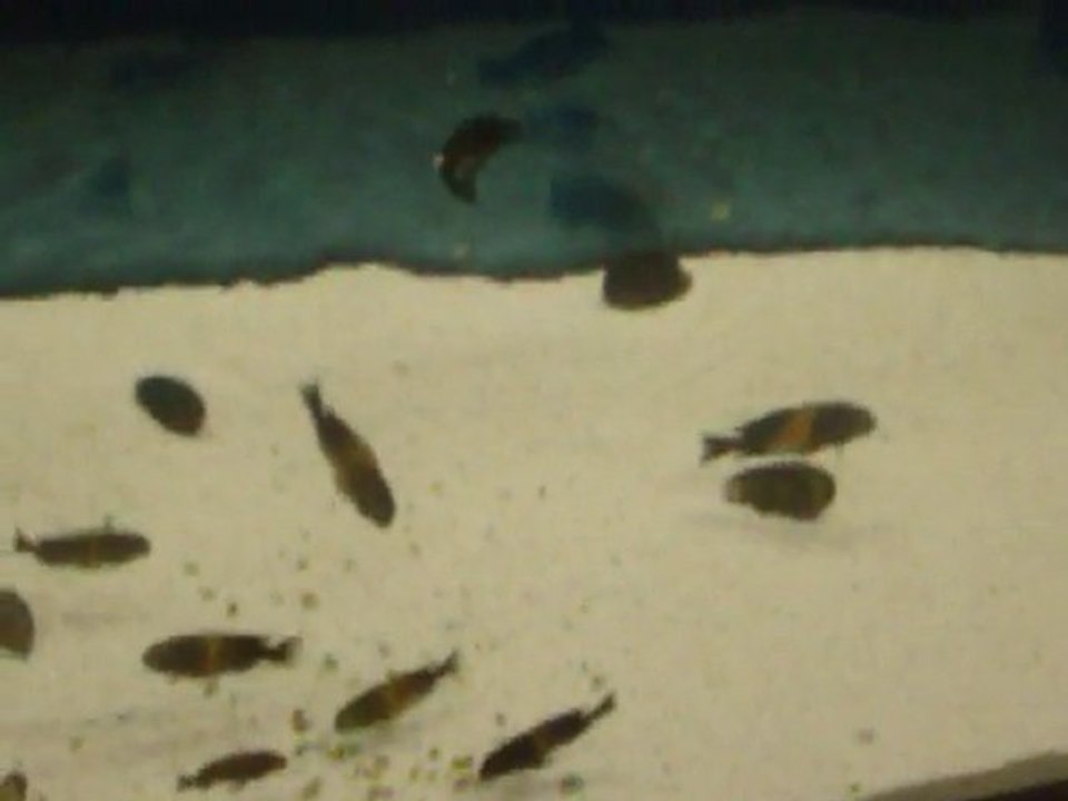 10.KÖY   Tropheus Bemba