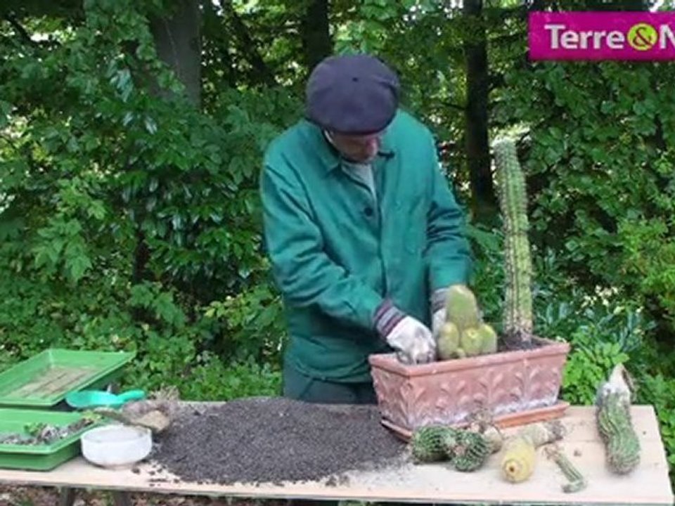 Préparez un pot de cactus