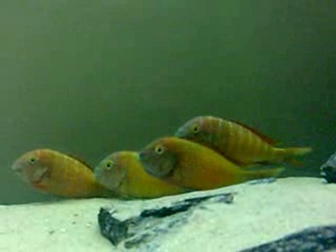 ilangi yellow africa ağzı dolu var