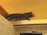 Il gatto ninja in difficoltà