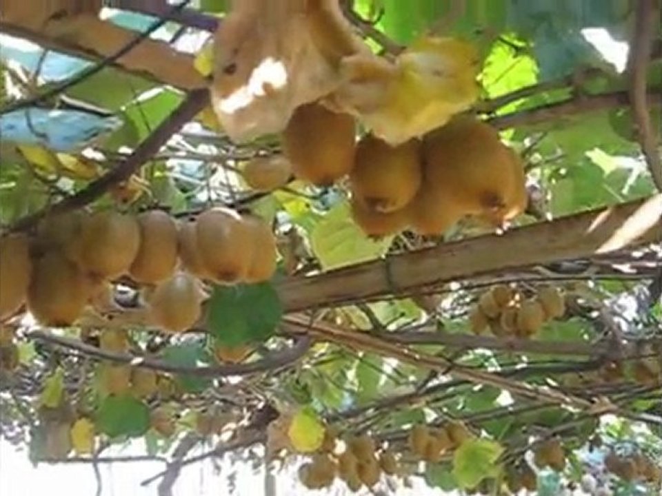 Kivi Bahçesi