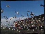 Getting your pigeons to become racers