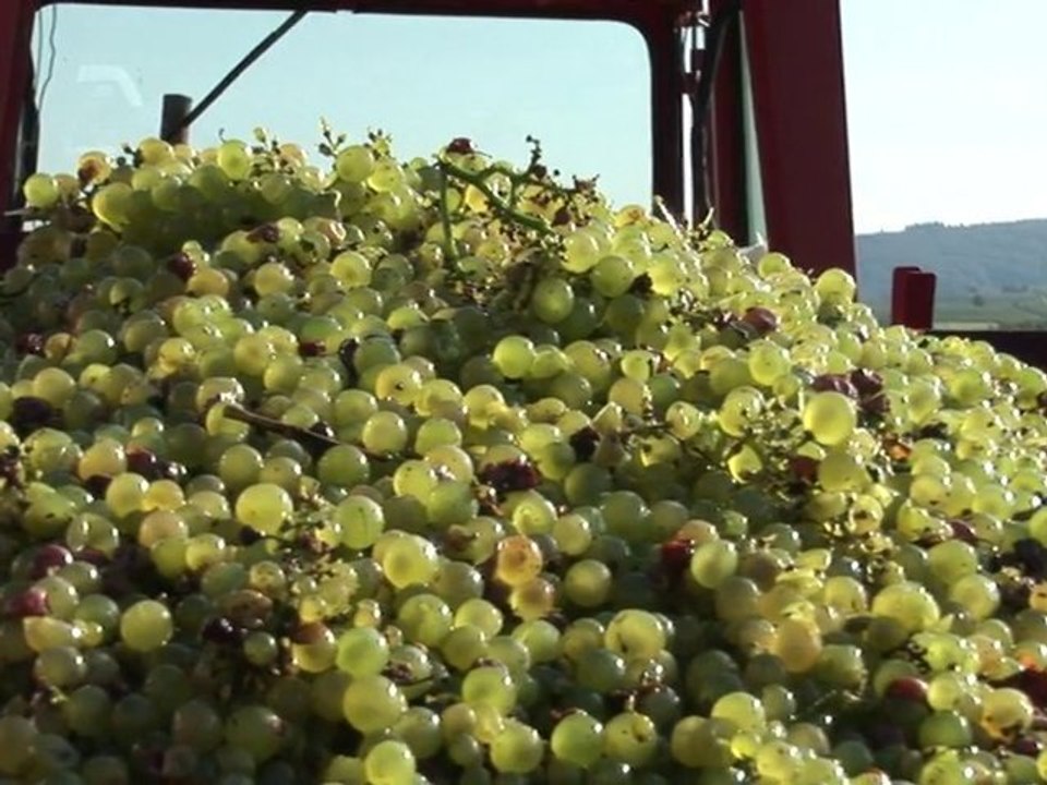Vignerons des Terres Secrètes