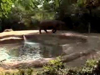 rhinoceros indien