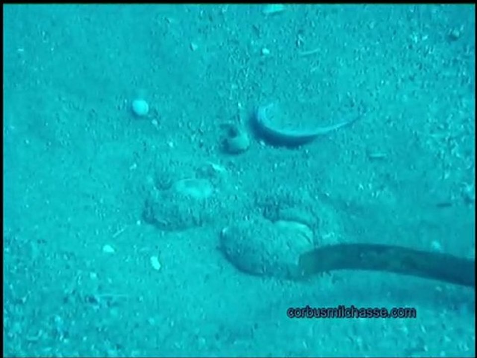 Echinocardium cordatum