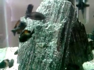 Orange Bemba Kolonim