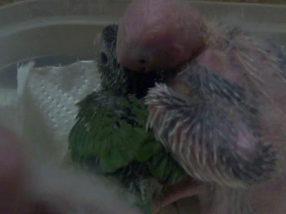 oisillons calopsittes et touis