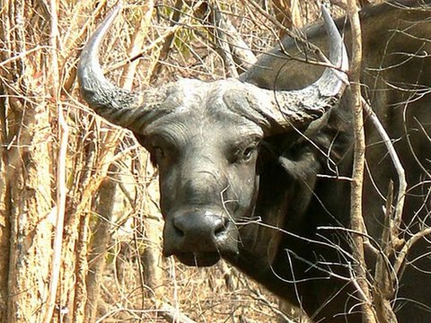 Wild Animals Captured Photos [Wild Anima Captured Photo]