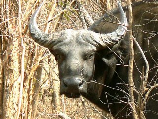 Wild Animals Captured Photos [Wild Anima Captured Photo]