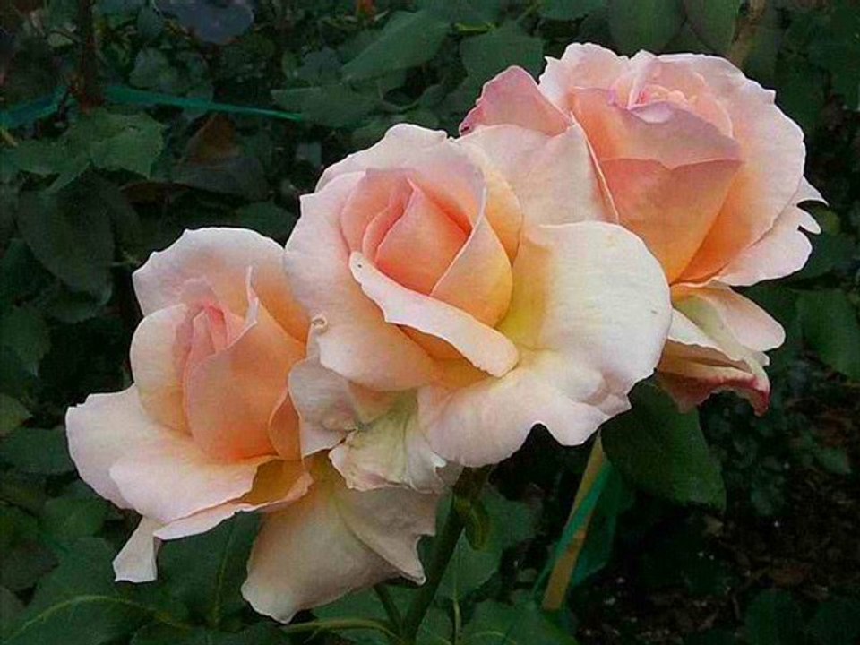 SÜPER SABAH EZANI (SABA MAKAMINDA)