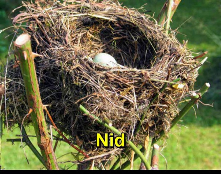 Hymne serbe Sous tiré FAUX NEZ TIC