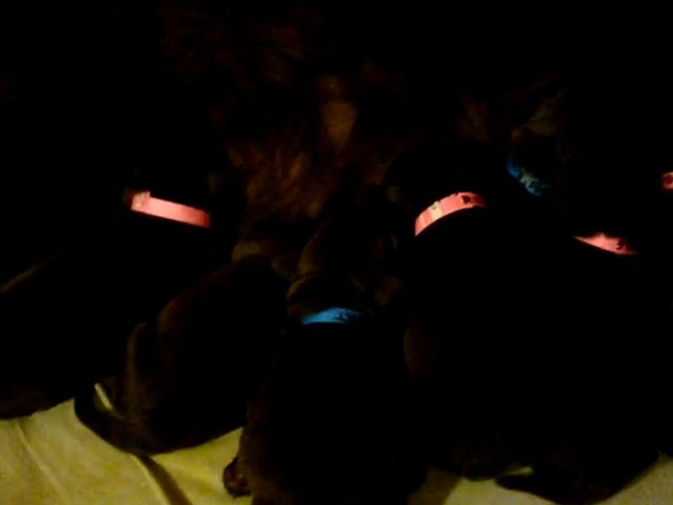 chiots terre neuve marron ou bronze de l'élevage de VALOYAN