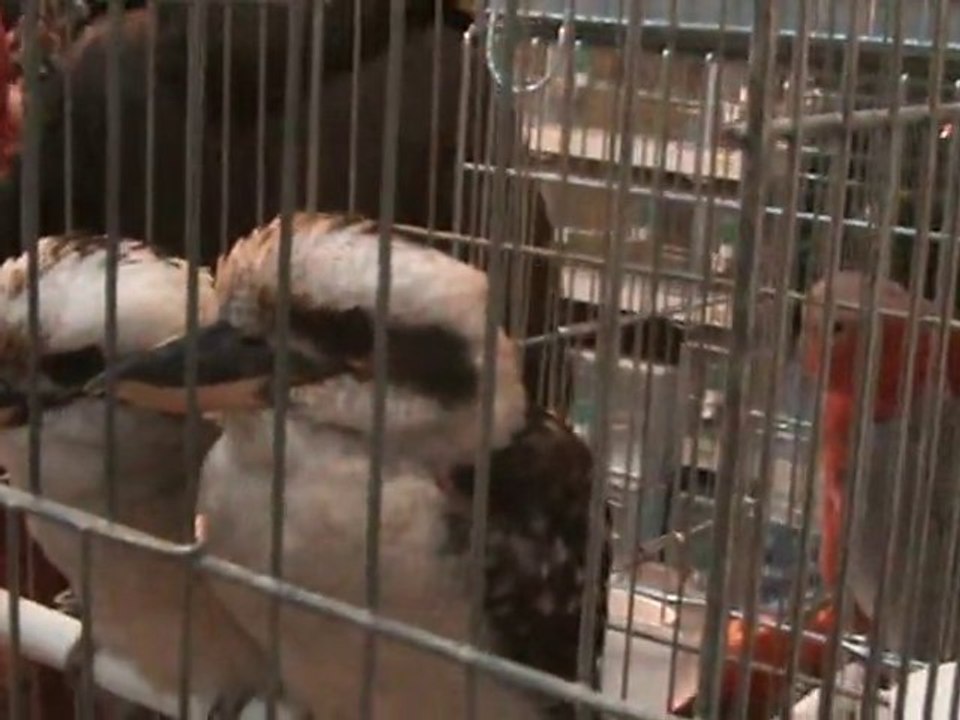 d'autre oiseaux du réggio