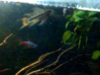 Apistogramma cacatuoides and Neon tetra