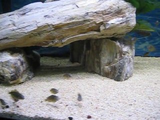 Red Reinbow Kantalamba Yavrulari