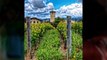 Napa Valley Winery Tours | Limo to Napa | Napa Wine Tour