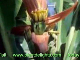 The Hardy Banana Tree - Miscellaneous Uses