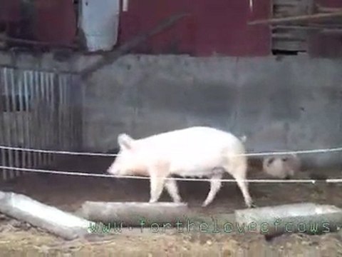 Cow Calf and Pigs from For The Love of Cows dot com