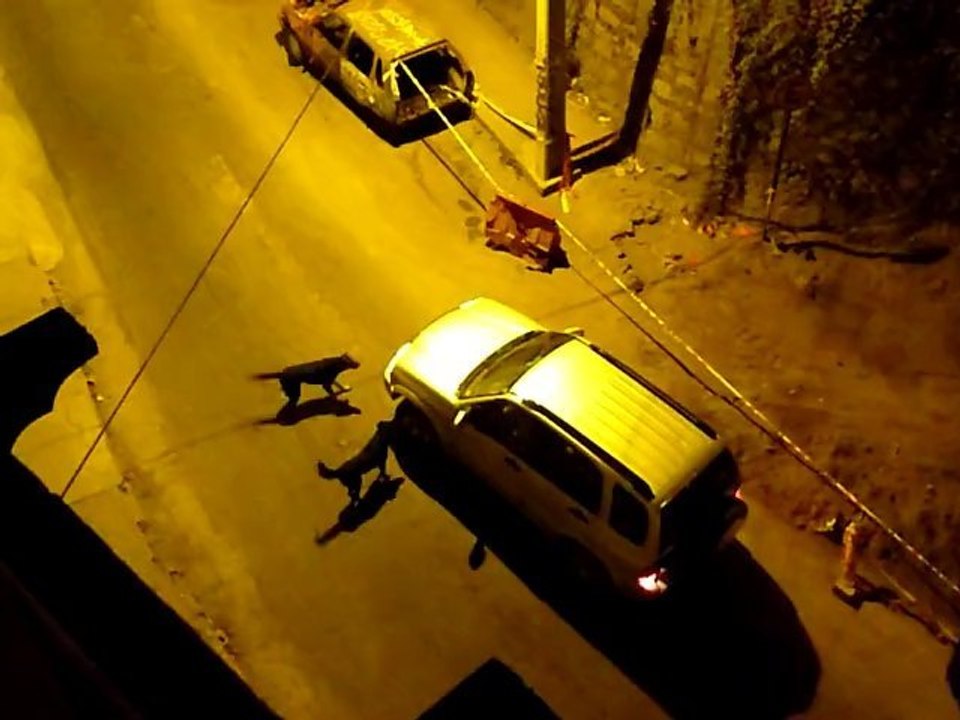 Cons de chiens à Valparaiso