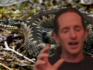 200mn-yr-old fossils reveal how snakes’ syringe-like venom f