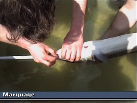 Radiopistage de Saumons sur l'Allier en 2009 - LOGRAMI