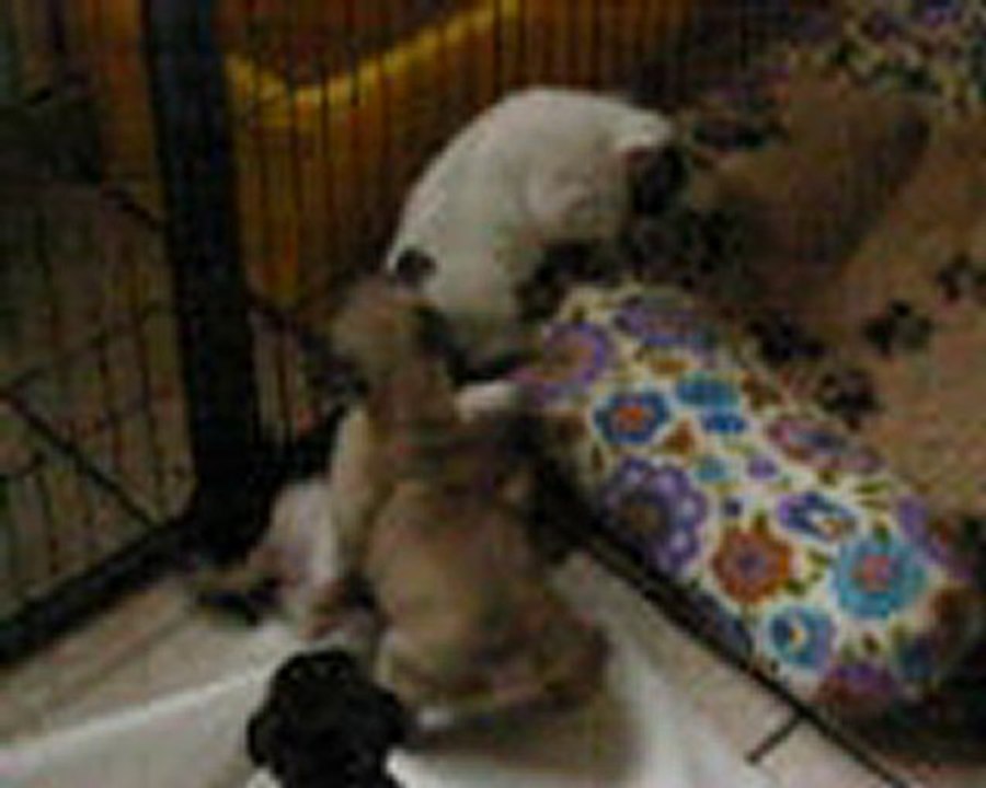 Les bébés de Clémentine