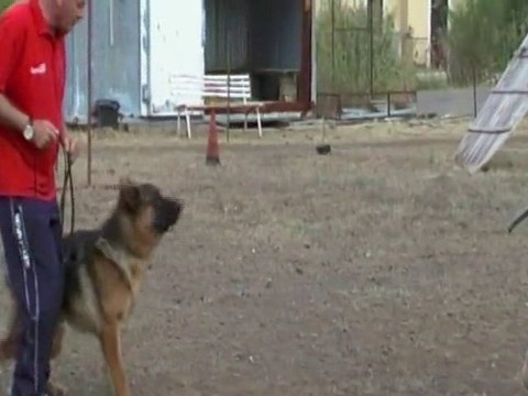 Ursus vom Goldenen Strand (Jako)