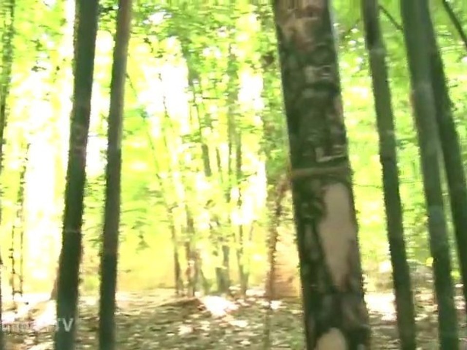 Le Jardin Majorelle - Jardiland TV - le grand jardin n°6