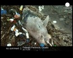 Garbage infests Croatia coast - no comment