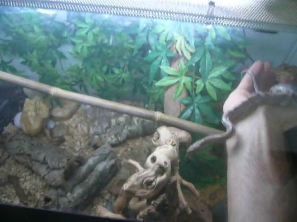 Elaphe, mon nouveau petit mal