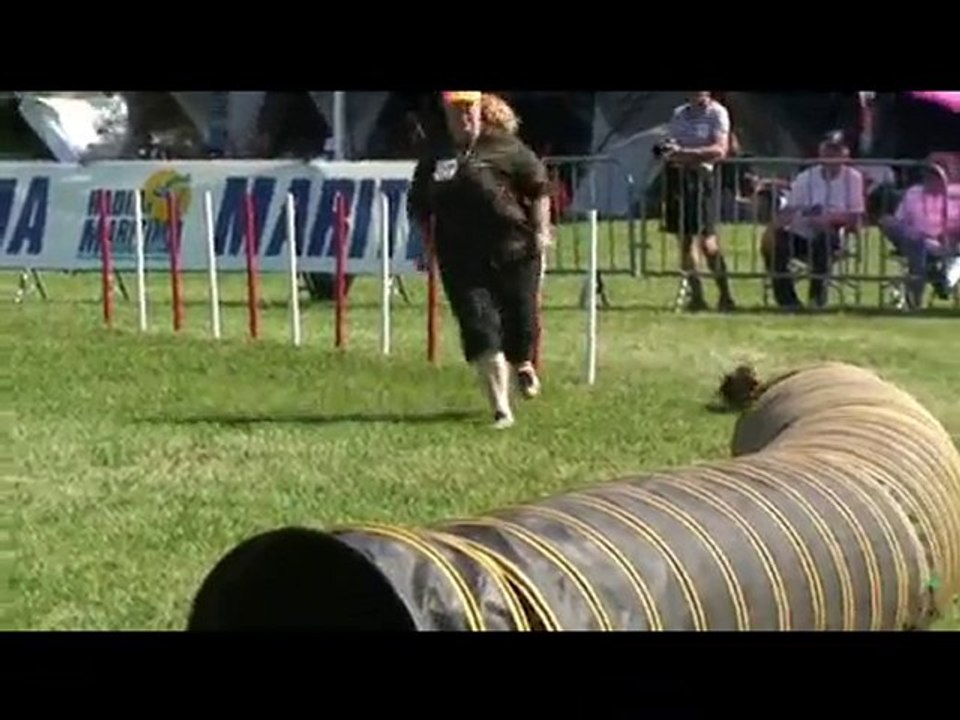 séléctif les petits sangliers