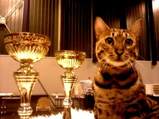CROWNED BENGAL SHOW BREEDERS