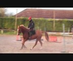 Tirano de la Chaise - poney français de selle - 3 ans - 1m48