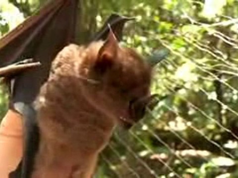 Surniname - Importance of biodiversity | Global 3000