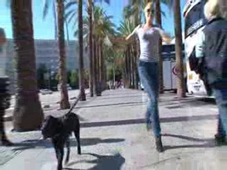 Mit Hund und Flugzeug in die Ferien