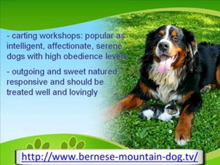 The Gentle Bernese Mountain Dog