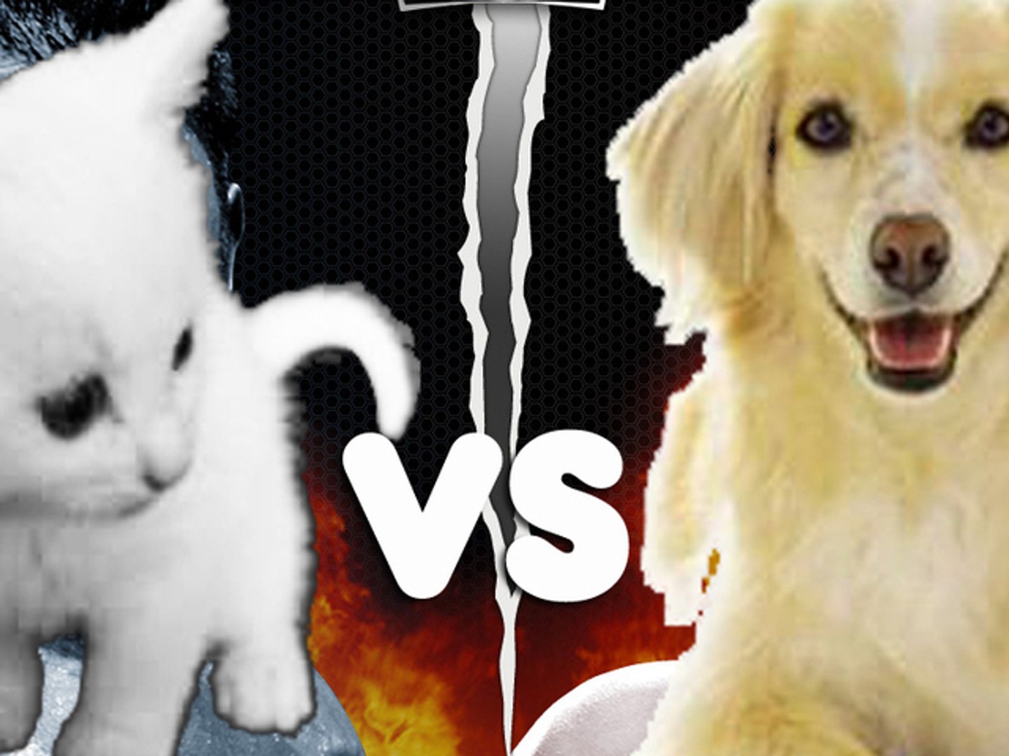 Chien Vs Chat On Sait Enfin Lequel Est Le Plus Intelligent