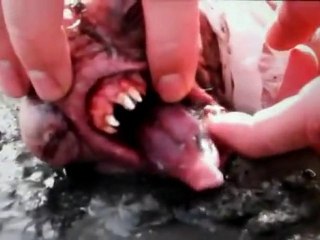 Neill Blomkamp Viral Video