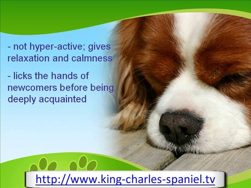 The Cavalier King Charles Spaniel