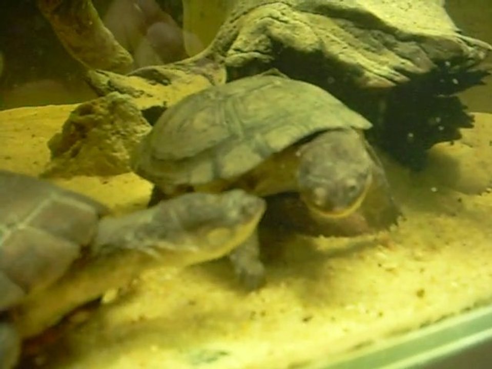 Une de mes Pelomedusa Subrufa mange un grillon