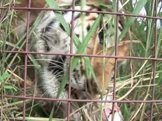 Turkey Day for TIGERS!