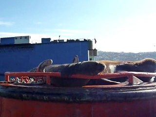 Feignasses de mer, Valparaiso