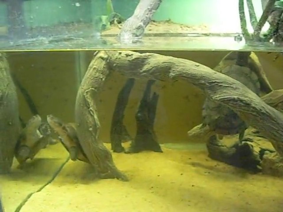 Coït de Pelomedusa Subrufa