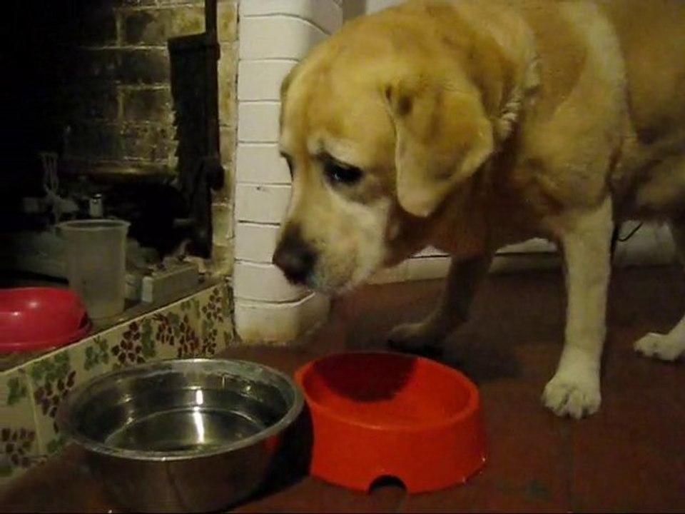 TROP BONNE CETTE SOUPE DOG AND CATS DINNER SHOW COSMA MUSIC