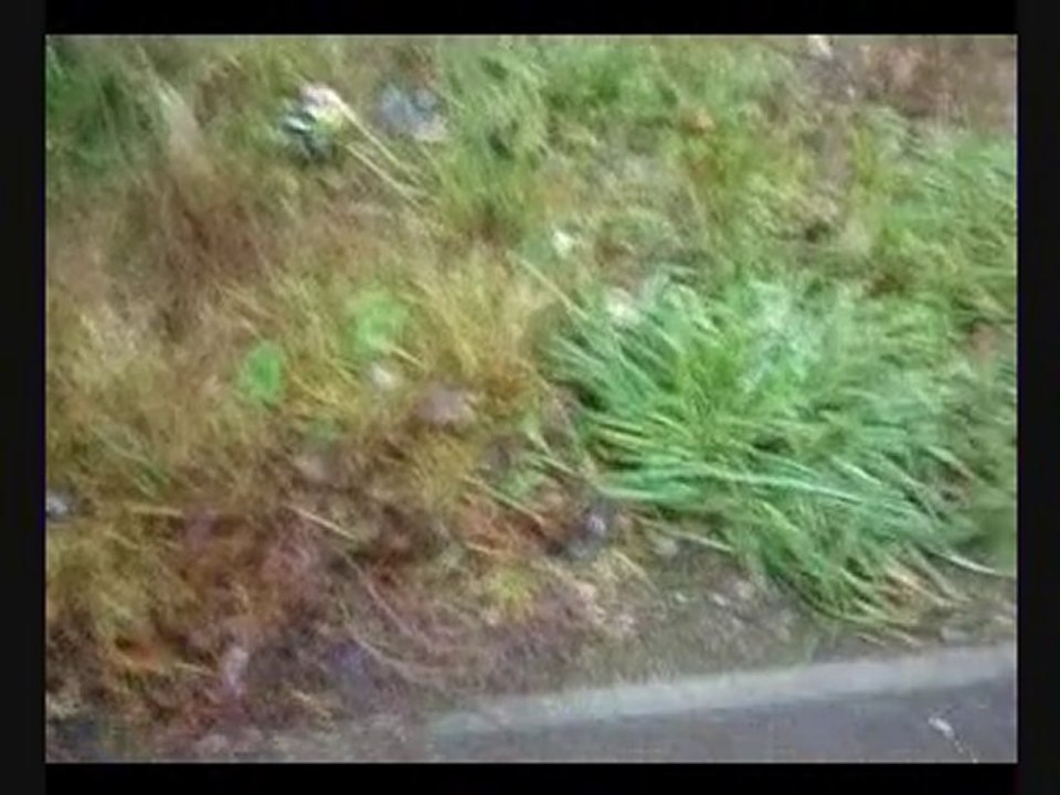 Forfar An Messy Old Age Pensioners Garden