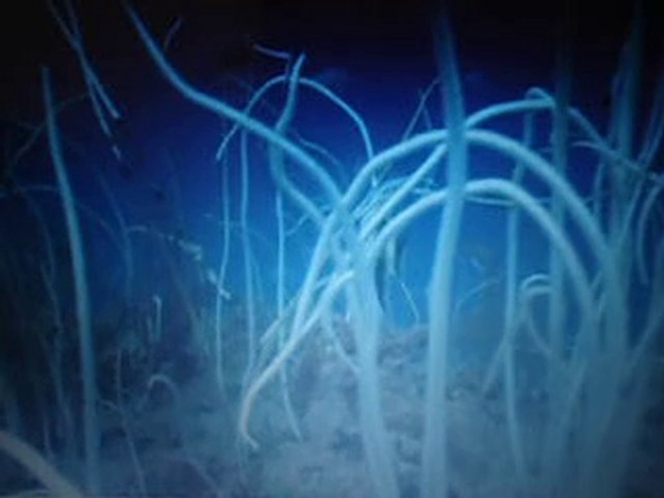 open water part 3