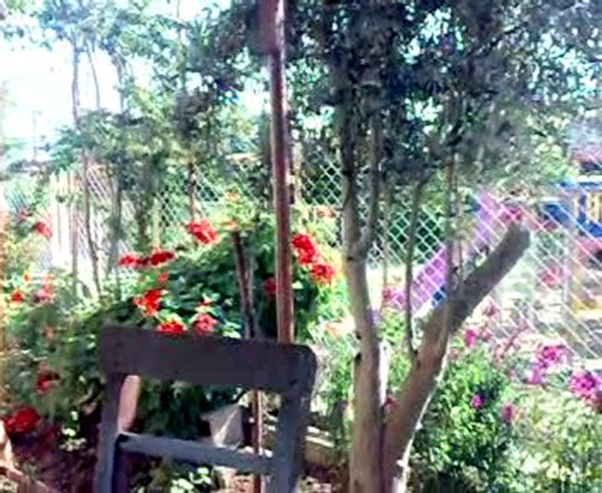 Ankara - Selami TÜRKMEN